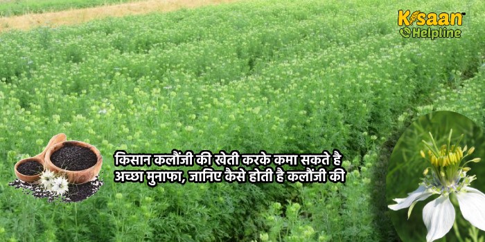 किसान कलौंजी की खेती करके कमा सकते है अच्छा मुनाफा, जानिए कैसे होती है कलौंजी की खेती